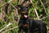 PINSCHER NAIN 124
